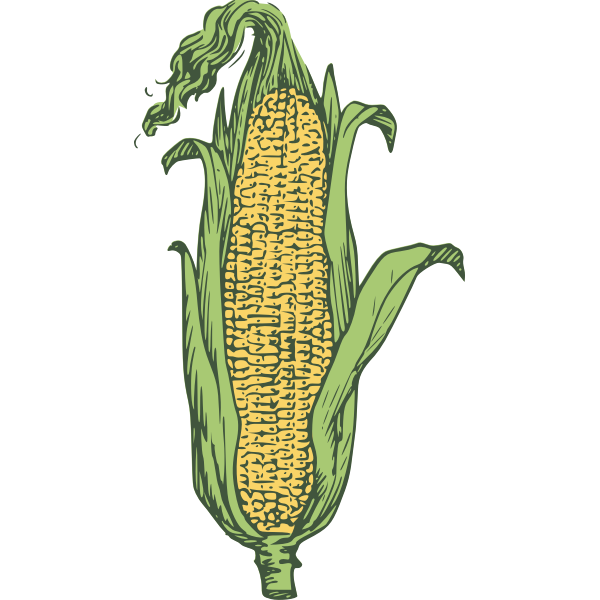 SVG Ear of corn vector image in color