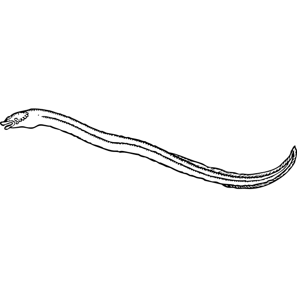 SVG eel 2