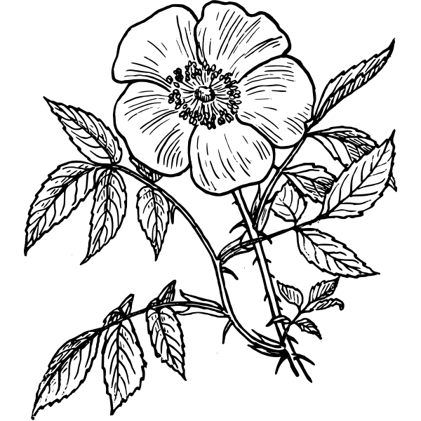 SVG Eglantine rose