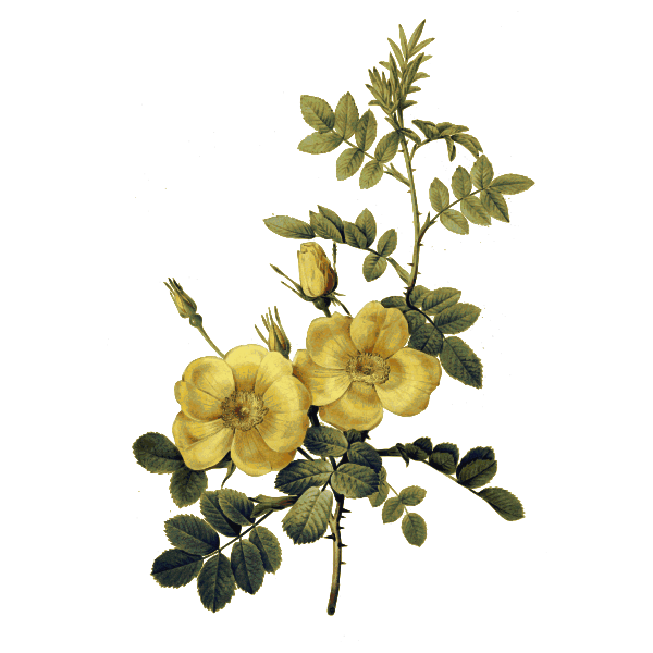 SVG Elegant wild roses