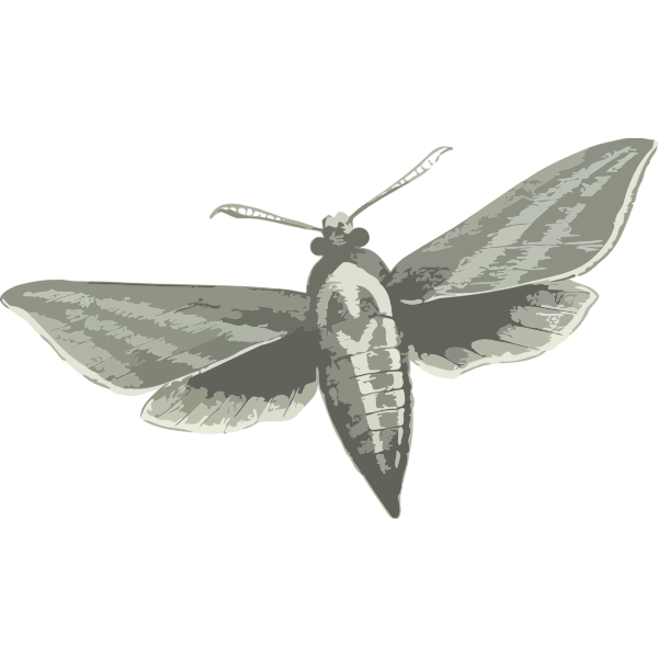 SVG Elephant hawk moth