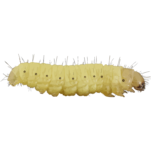 SVG Encyclopedia caterpillar