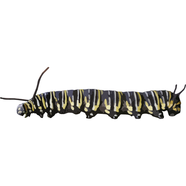 SVG Encyclopedia silkworm