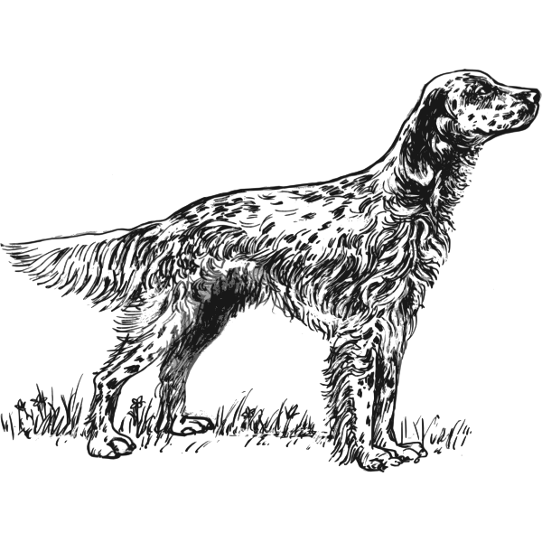 SVG English Setter vector illustration