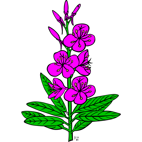 SVG Epilobium angustifolium vector