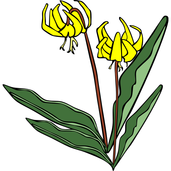 SVG Erythronium grandiflorum vector