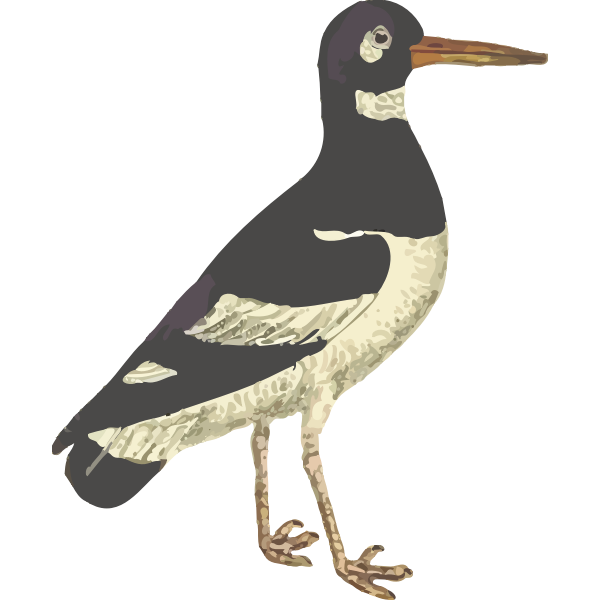 SVG Eurasian Oystercatcher Isolated