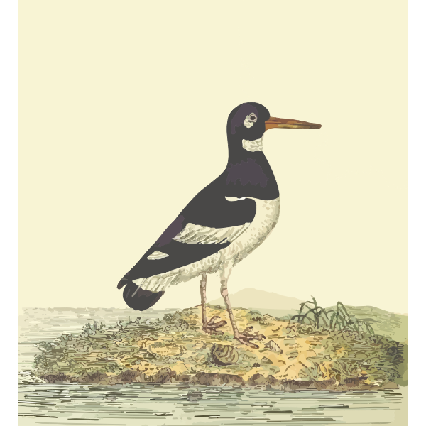 SVG Eurasian Oystercatcher With Background