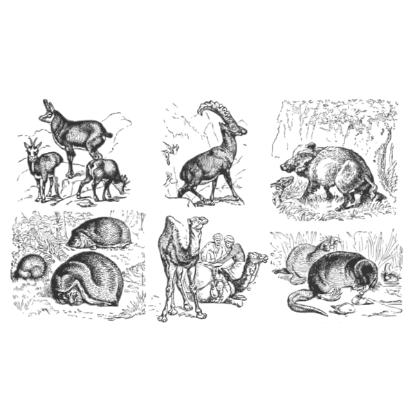 SVG Euro-Asian animals vector clip art
