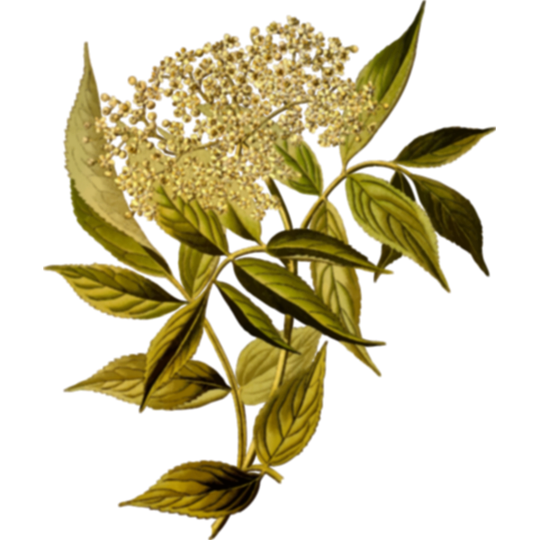SVG European black elder image