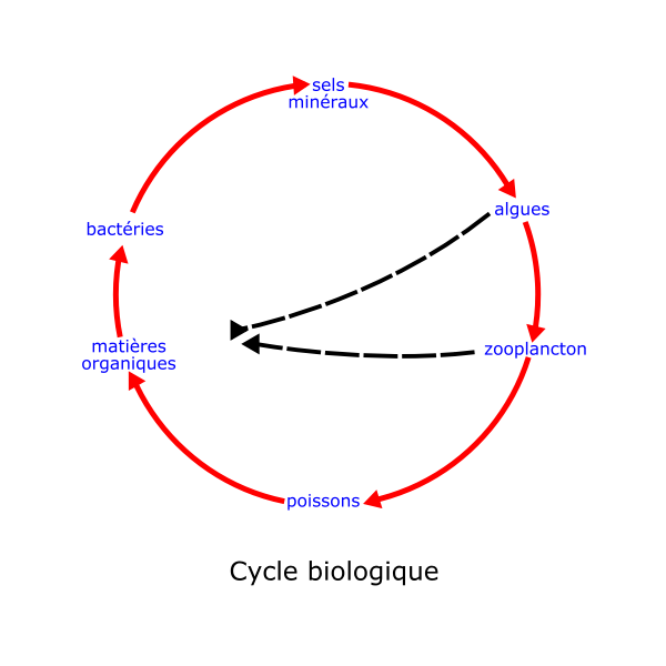 SVG eutrophisation cycle