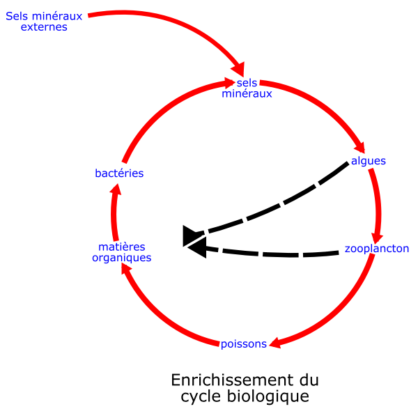 SVG eutrophisation cycle