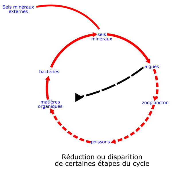 SVG eutrophisation cycle
