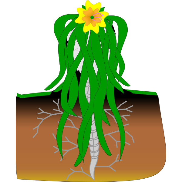 SVG eva
