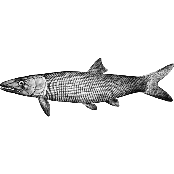 SVG Extinct fish