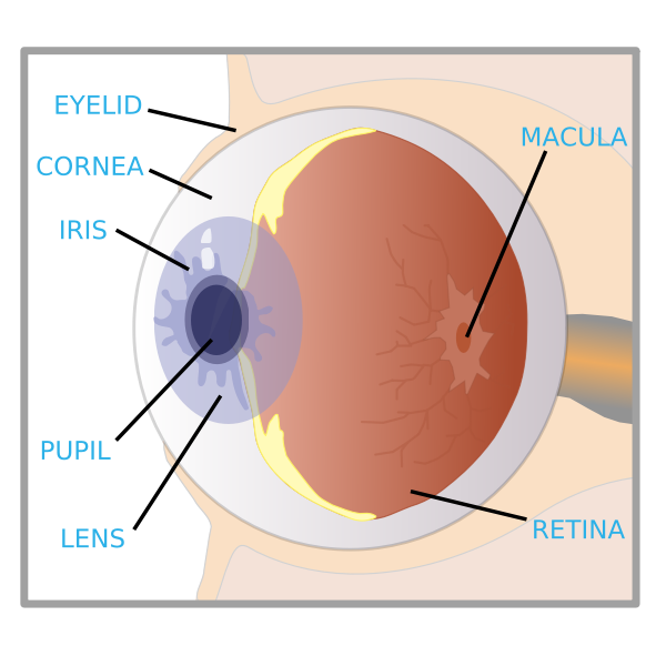 SVG eye with labels