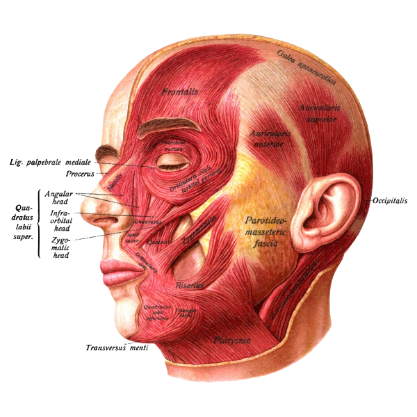 SVG Face muscles