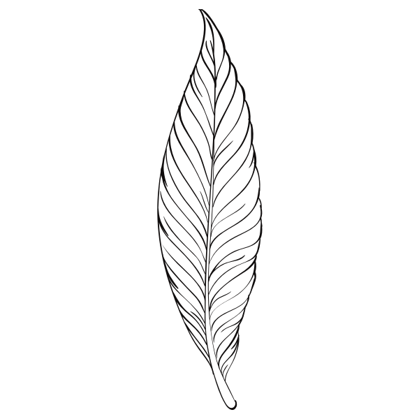 SVG Feather line art