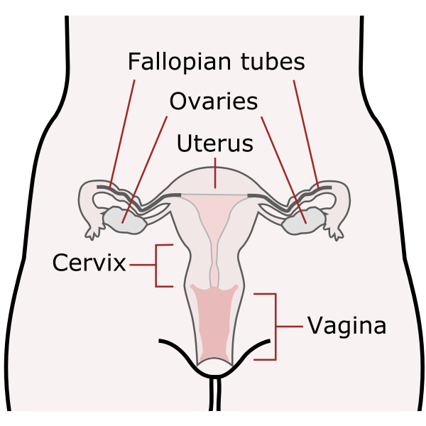 SVG Female reproductive organs