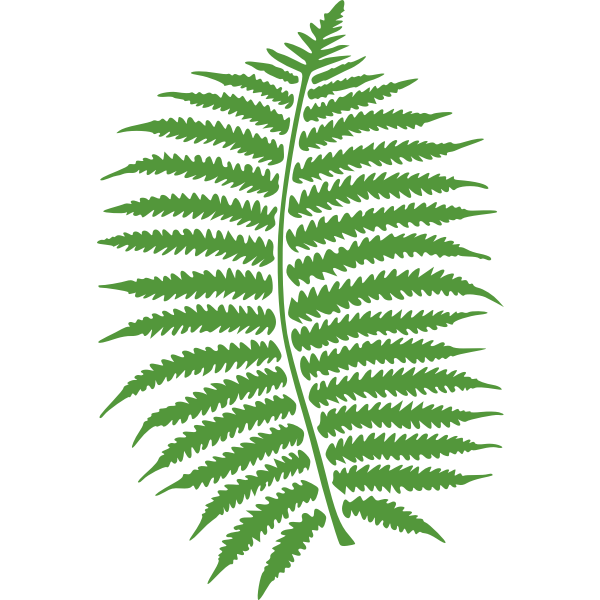 SVG fern