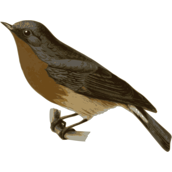 SVG Ficedulahodgsonii