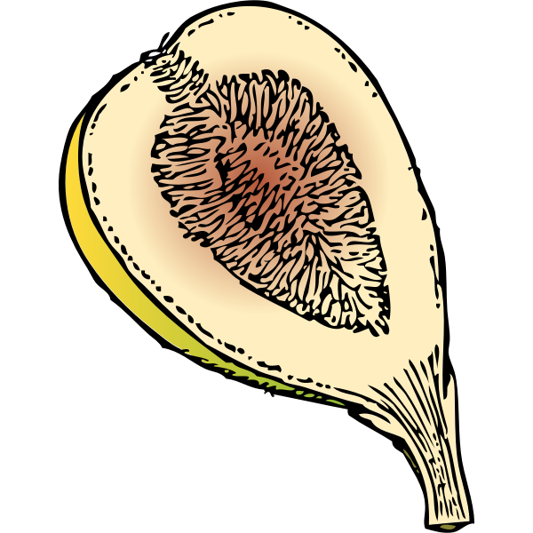 SVG Fig in half vector graphics