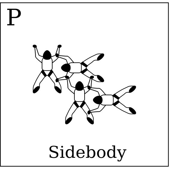 SVG Figure P - Sidebody Vol relatif  4 Formation Skydiving 4-Way