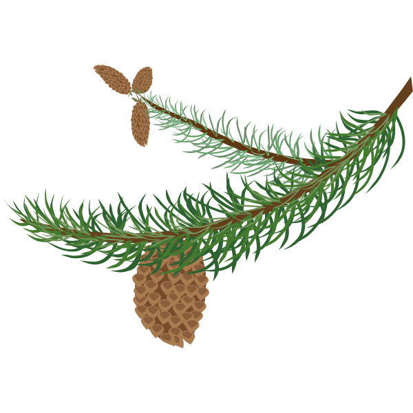 SVG Fir branch with cones