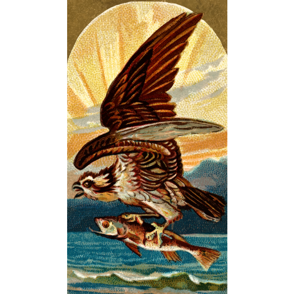 SVG Fish and bird image