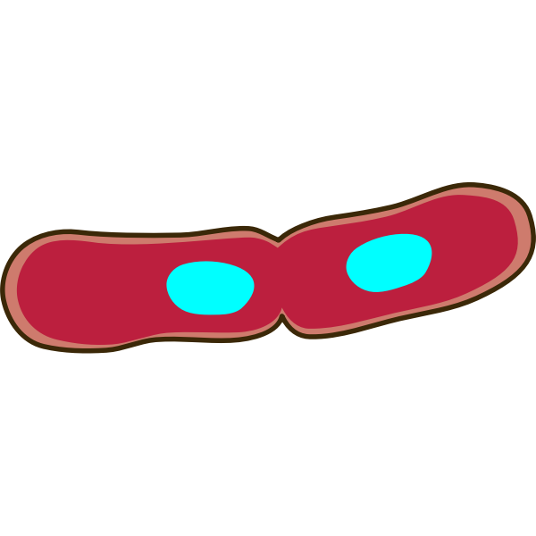 SVG Fission of bacteria