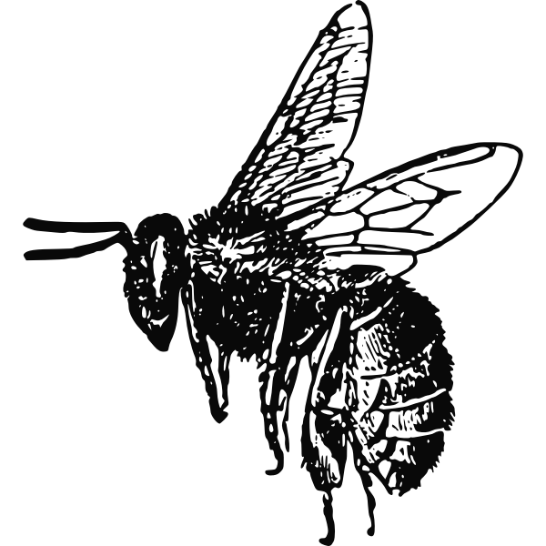 SVG Flaying bee vector image
