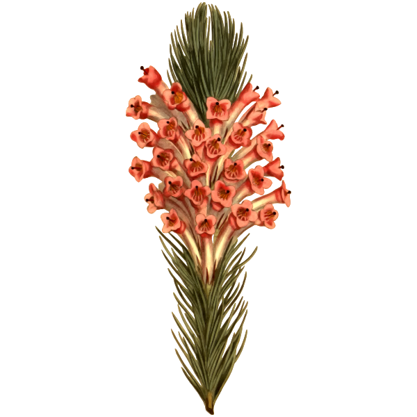 SVG Flesh coloured long leaved heath