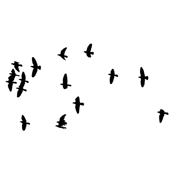 SVG Flock of birds image
