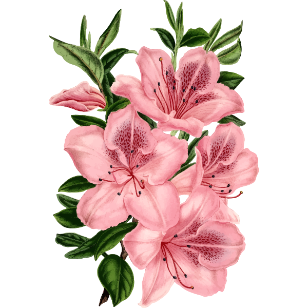 SVG Flower 111