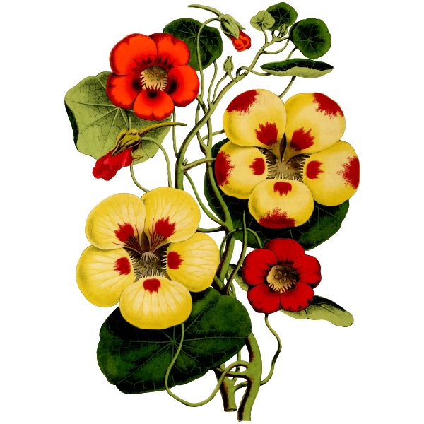 SVG Flower152