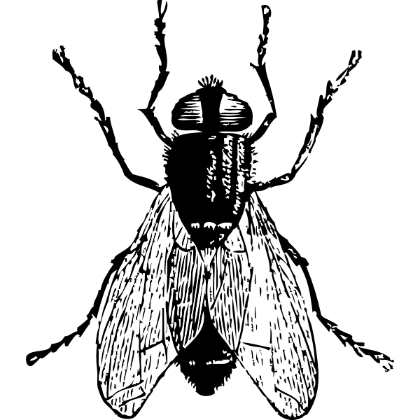 SVG fly