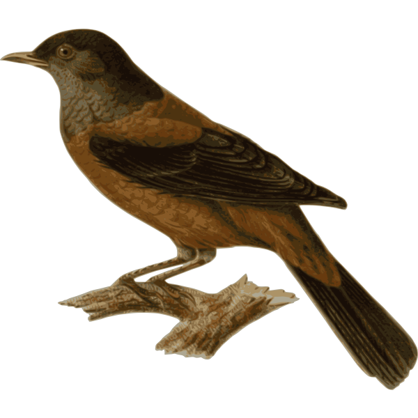 SVG Forest bird
