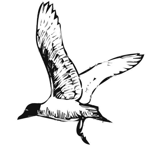 SVG Franklins gull bird in flight vector image