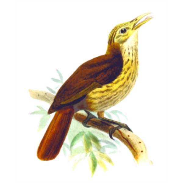SVG Friarbird image