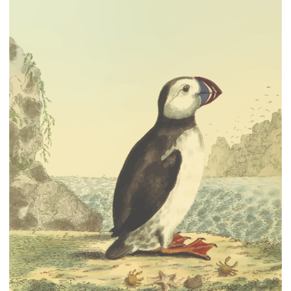 SVG Full color alcid species bird drawing