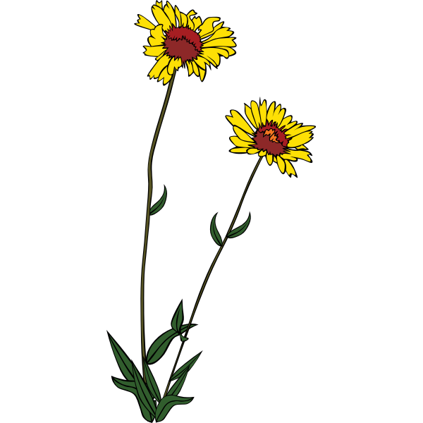 SVG Gaillardia aristata vector