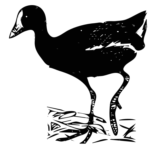 SVG Gallinule vector image