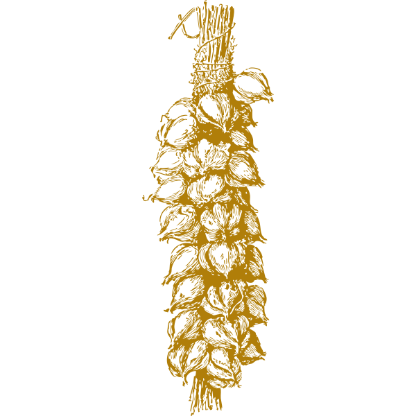 SVG garlic