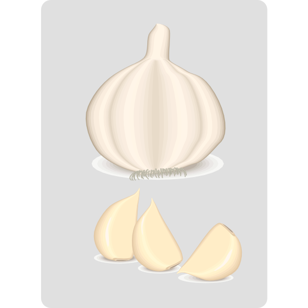 SVG Garlic plant