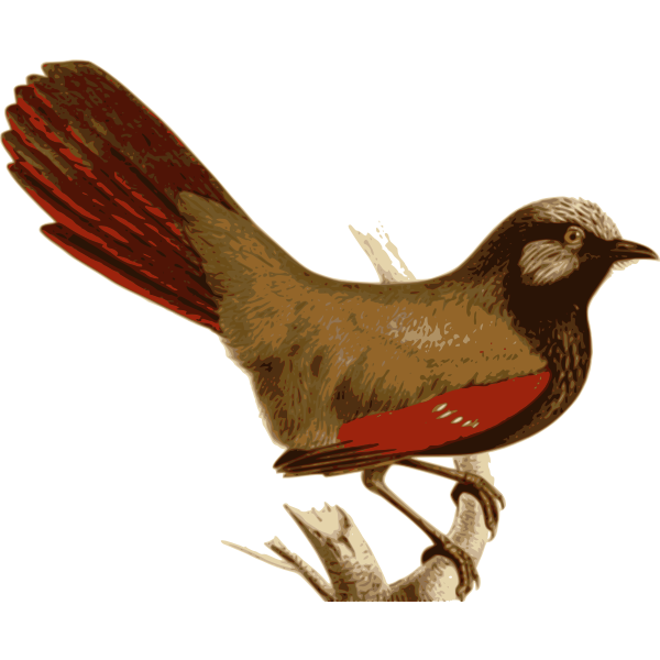 SVG Garrulaxformosus