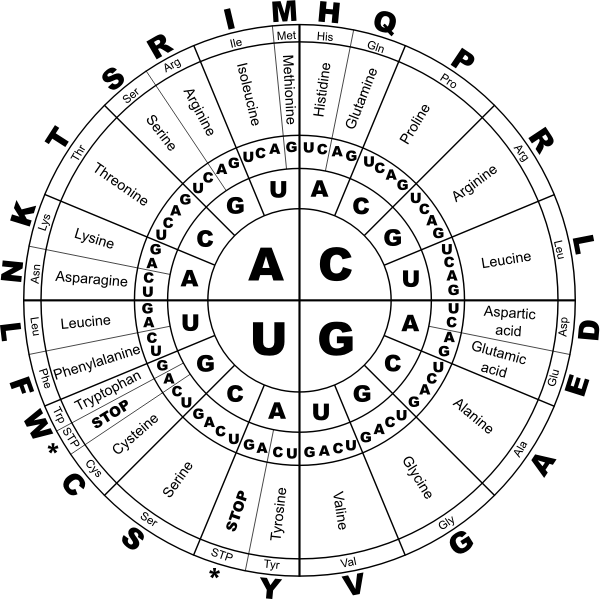 SVG Genetic code RNA BW vector graphics