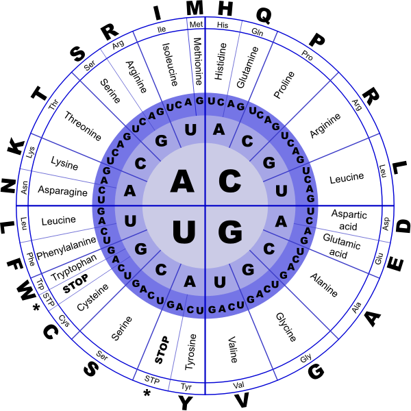 SVG Genetic Code RNA vector image