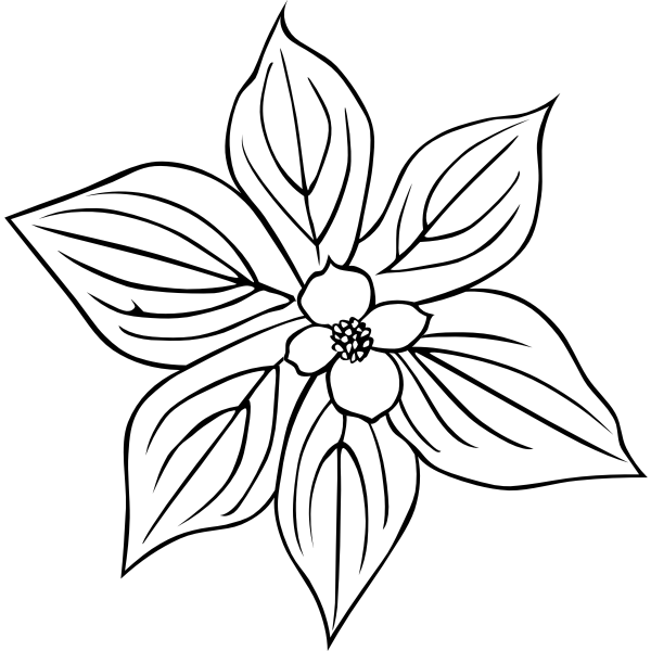 SVG GG cornus canadensis