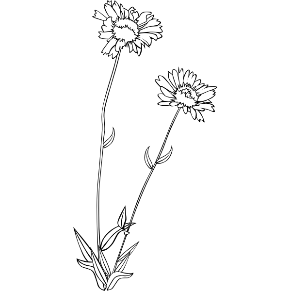 SVG GG Gaillardia aristata