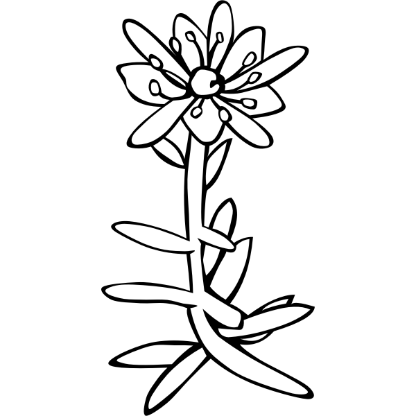 SVG GG saxifraga aizoides